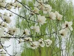 -春风习习