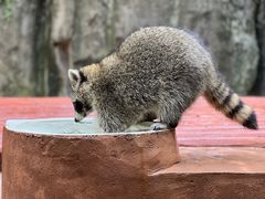 -杭州野生动物世界