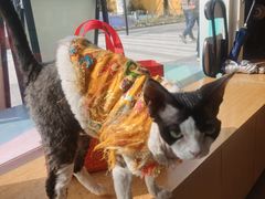 -飞行喵MR PILOT|猫舍·猫咖(静安大融城店)