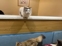 -滚猫咖啡·猫咖·猫友好撸猫(未来城店)
