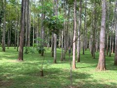 -中国科学院西双版纳热带植物园