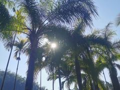 -西双版纳原始森林公园