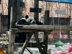 -栾川竹海野生动物园