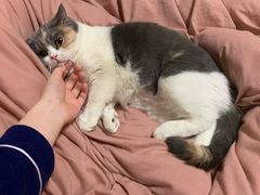 -喵zoo家庭繁育猫舍(尖东智能花园店)