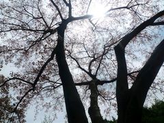 -九龙公园