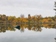 -金塔沙漠胡杨林景区