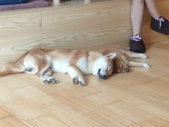 -喜柴咖啡·柴犬狗咖