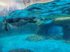 -海合安武汉极地海洋公园