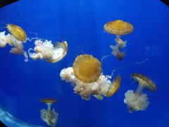 -烟台海昌鲸鲨海洋公园