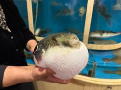 -天正河鲀·河豚亭(大连店)