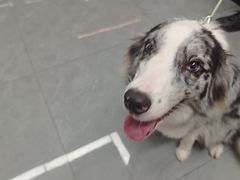 -贝利宠物医院·骨科·眼科·肿瘤转诊中心(南坪诊疗中心)