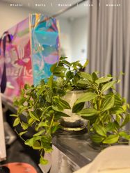 -植蔻妍倍儿专业脱毛·皮肤管理