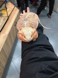 -Moni星球萌宠·小马宝莉·灵蛇·高端高阶全萌宠互动体验俱乐部(红豆国际广场店)