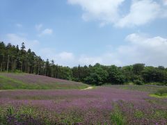 -大塘金香草谷