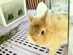 -宠物兔专门店(天丰利市场店)