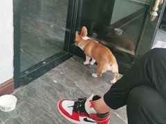 -宠爱国际动物医院· 猫科· 外科·中兽医(长白店)