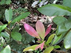 -海南热带雨林国家公园吊罗山景区