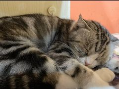 -Bastet sally猫舍购宠(静安店)