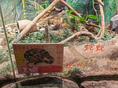 -正佳雨林生态植物园