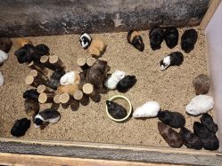 -酷嗒动物文化乐园(cutezoo西溪乐天城店)