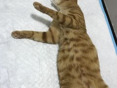 -灵美宠物诊所