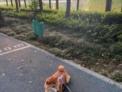 -南翔镇银翔湖公园