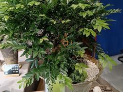 -弗劳尔花艺坊(龙涛店)