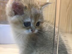 -屋虎猫馆(宝安大仟里店)