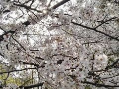 -武汉大学-樱园