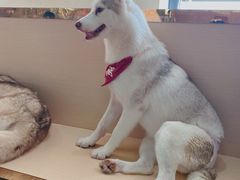 -Husky Go! 哈士奇体验馆·宠物咖啡厅狗咖