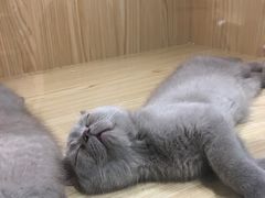 -屋虎猫馆(宝安大仟里店)