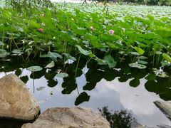 -长春市南湖公园