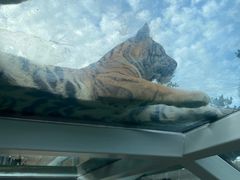 -西霞口神雕山野生动物世界