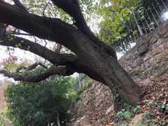 -青龙山公园