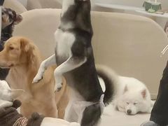 -怪兽屋·羊驼·猫咖·狗咖(俊华广场店)