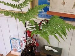 -Rabbit Cafe私房西餐甜点咖啡(栖霞路店)