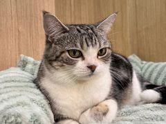 -MOCHA明星猫咖(田子坊店)