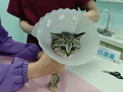 -北京观赏动物医院·24小时大型综合·猫专科·异宠专科