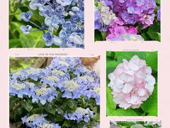 -上海滨江森林公园