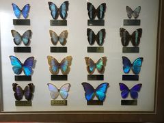 -上海昆虫博物馆