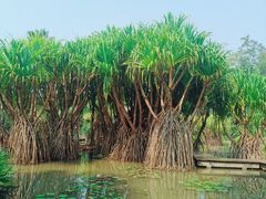-中国科学院西双版纳热带植物园
