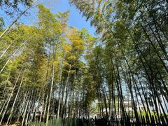 -树山生态村