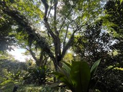 -新加坡植物园
