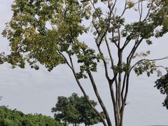 -深圳人才公园