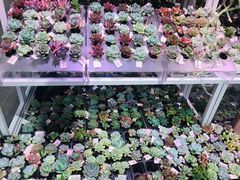 -KKV(深圳宏发大仟里店)