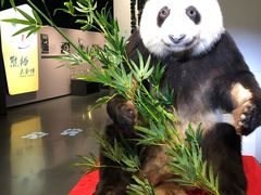 -一斗火锅·招财羊毛肚(北温泉九号店)