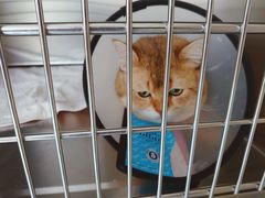 -艾贝尔宠物医院·24H转诊中心·肿瘤猫专科(江宁双龙店)