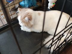 -志龙皇冠吃货椰子铺