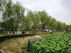 -白洋淀景区