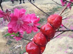 -南国桃园旅游度假区